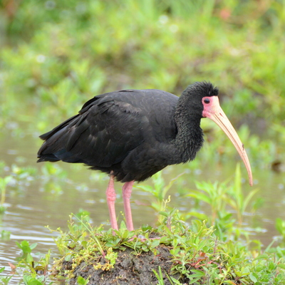 Bare-Faced Ibis
